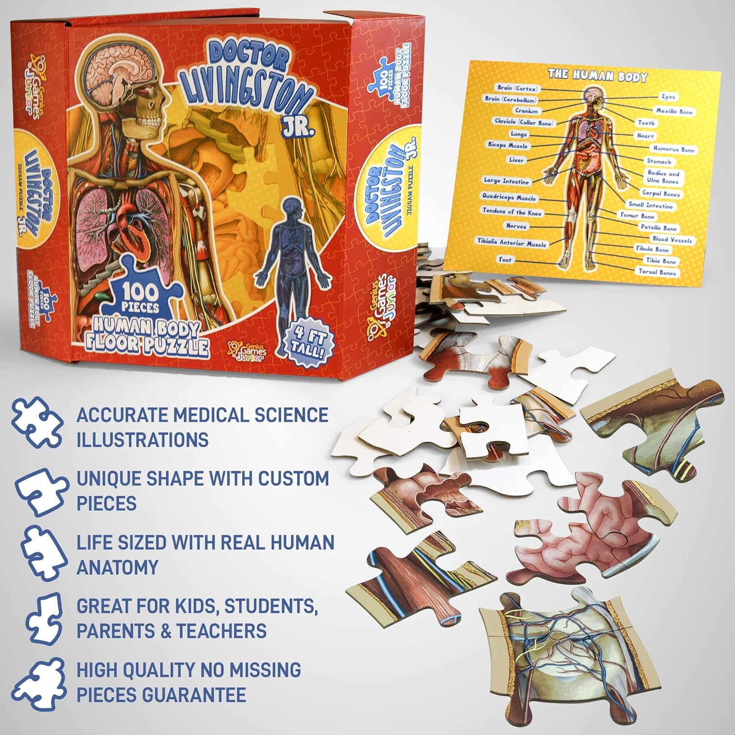 Thumbnail 5 de Human Anatomy Kids Floor Puzzle by Dr Livingston Jr: 100-Piece Full Body Jigsaw for Ages 6-10