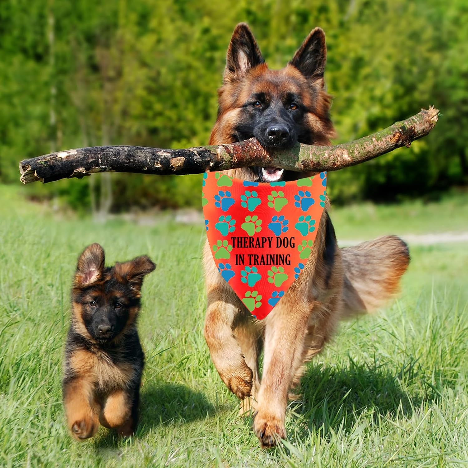 Thumbnail 3 de Therapy Dog Training Bandana, Polyester
