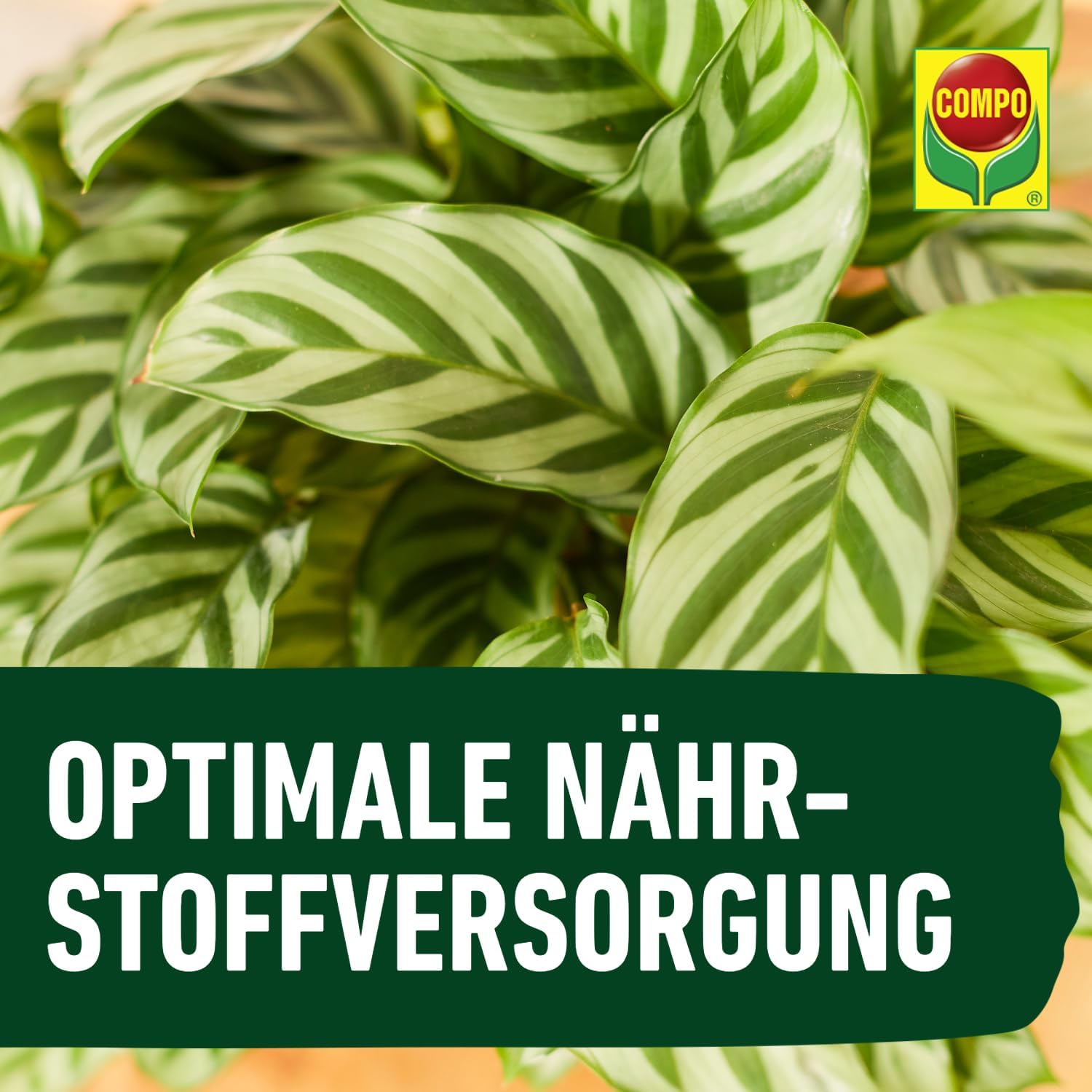 Detalle de COMPO Grünpflanzen- und Palmendünger Spezial-Flüssigdünger, 1 Liter – Zimmer-, Balkon- und Terrassenpflanzen
