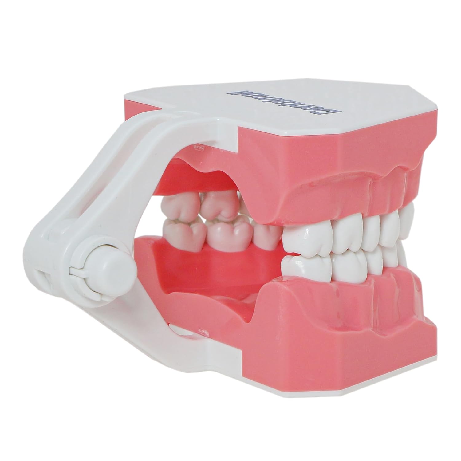Thumbnail 6 de DENTALMALL Modèle dentaire standard pour brossage du fil dentaire, typodont et démonstration anatomique
