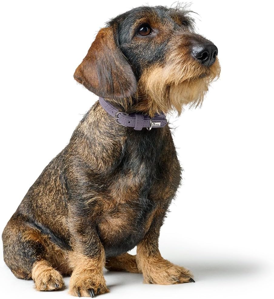 Detalle 2 de Hunter Hundehalsband SOHO MINI Flieder-Grau – Leichtes, fellschonendes Rindsleder für kleine Hunde