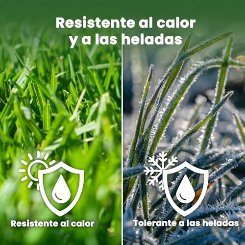 Thumbnail 7 de LERAVA EXPRESS semillas césped (30m²) – crecimiento rápido y resistente