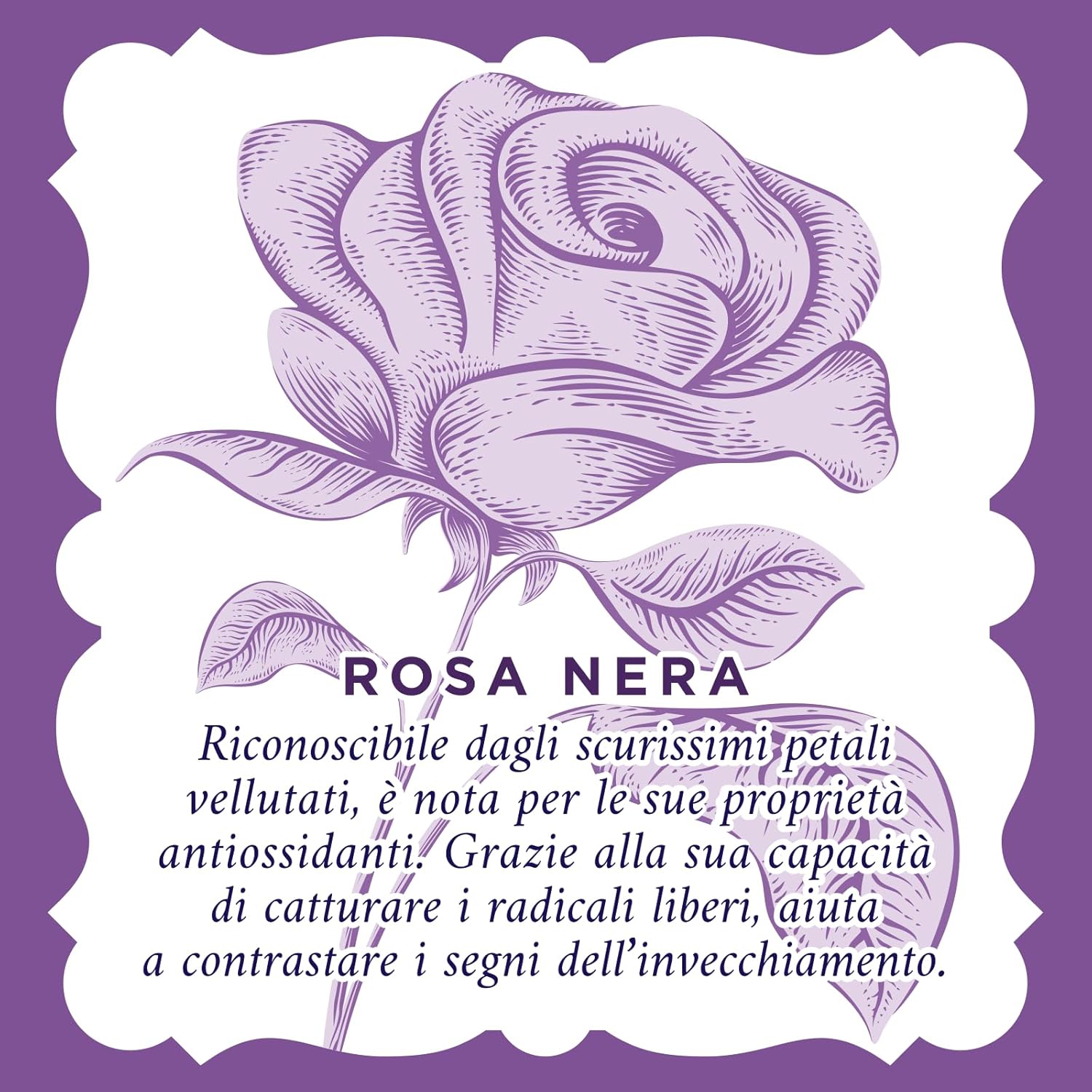Thumbnail 4 de Acqua alle Rose: Crema Viso Antirughe Rimpolpante con Rosa Nera e Acido Ialuronico Vegetale, 50 ml