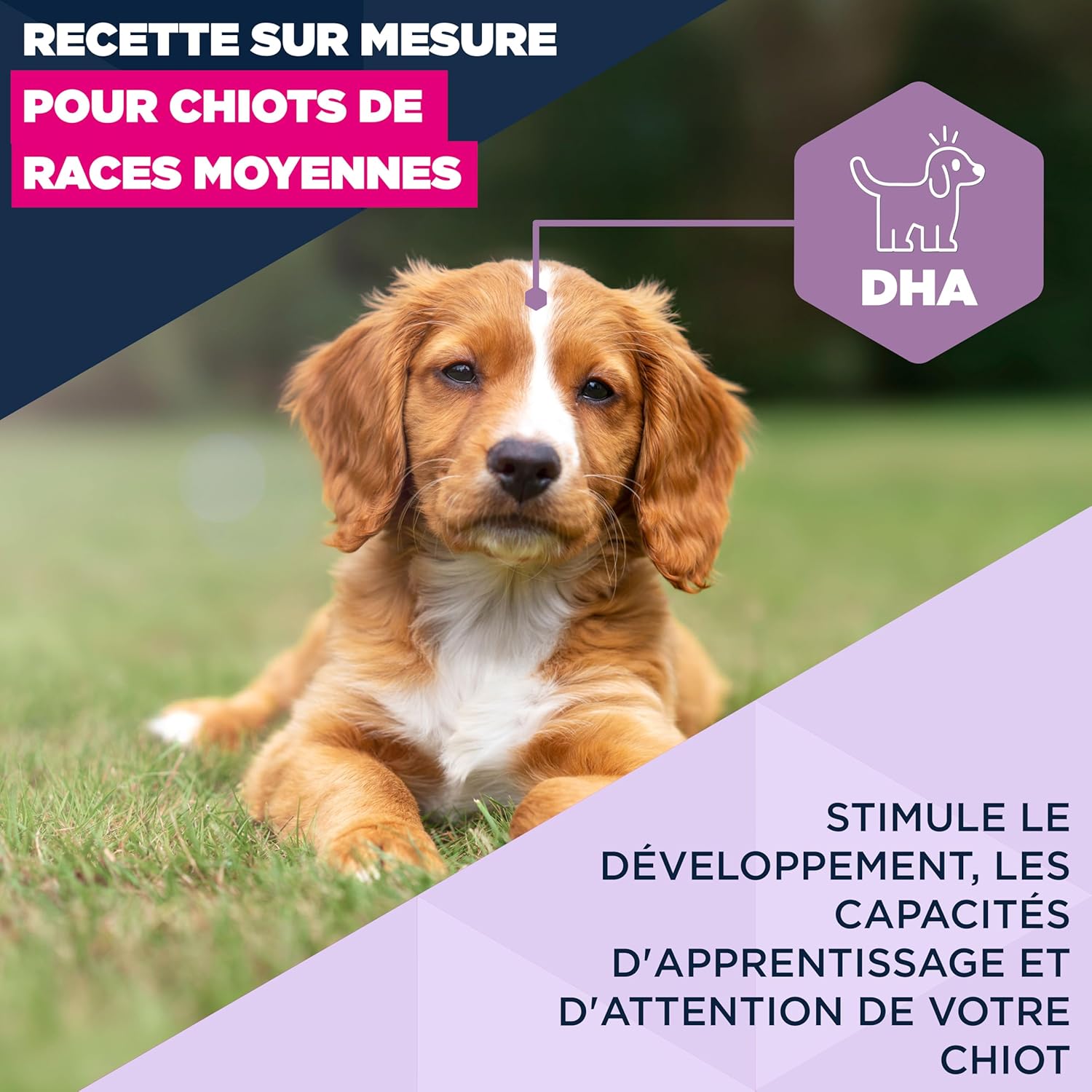 Thumbnail 2 de EUKANUBA Life Care Croquettes Chiots Moyenne Race 1 à 12 mois – Poulet frais, DHA, Calcium et Oméga 3&6, 3 kg