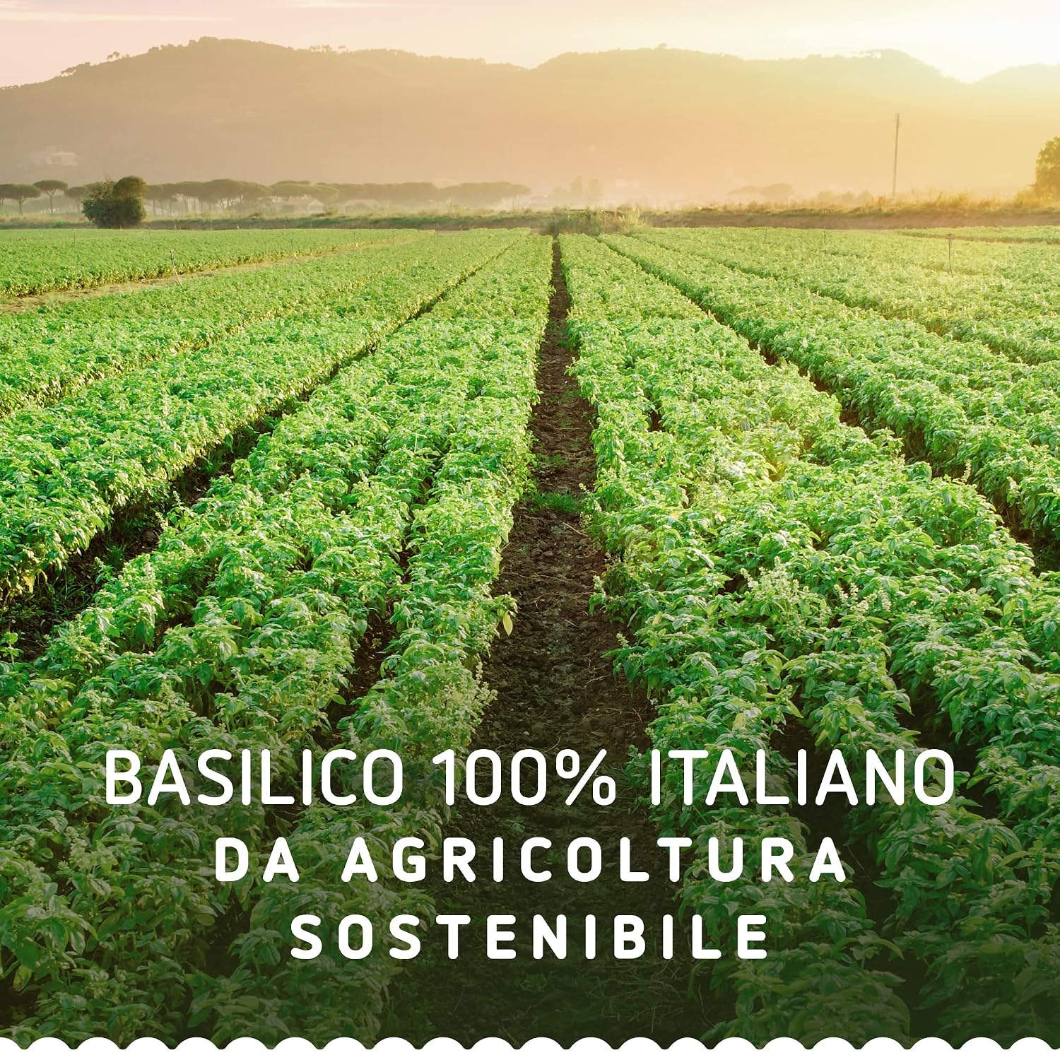 Thumbnail 6 de Barilla Pesto Basilico e Pistacchio 1x190g – Glutenfrei, Basilikum & Pistazien, Packung 4