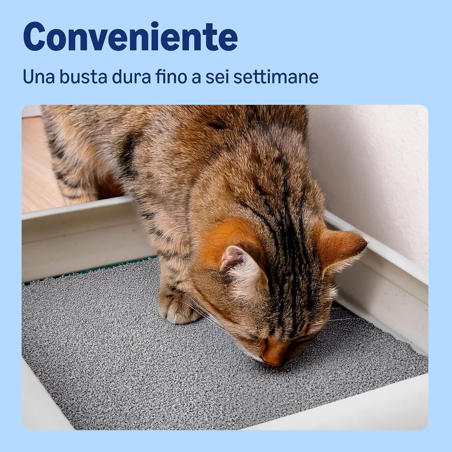 Thumbnail 3 de Lettiera per Gatti Premium in Bentonite by Amazon – Profumazione al Talco, 25L (Confezione da 1)