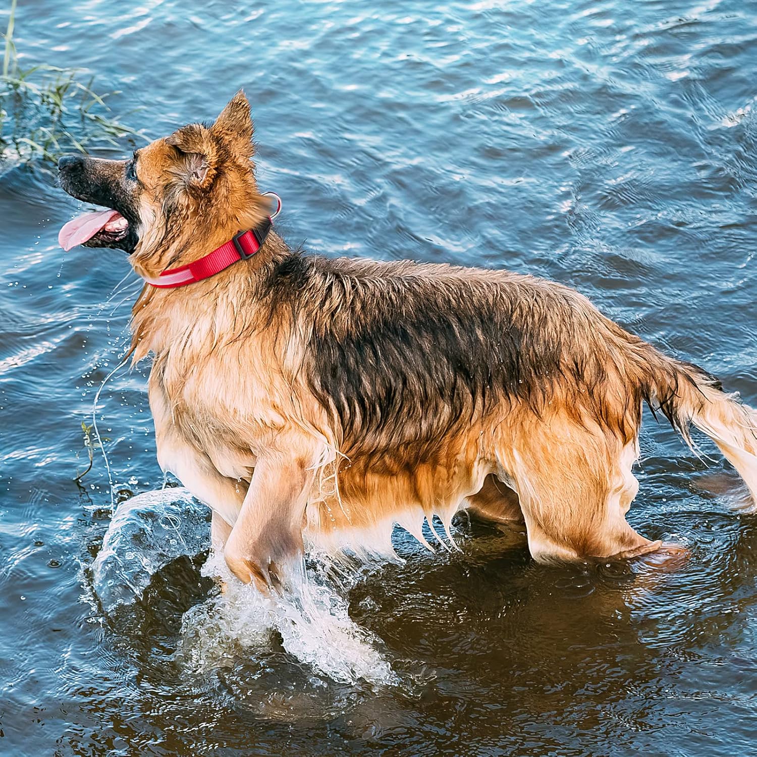 Thumbnail 4 de PcEoTllar Collar LED Recargable para Perros