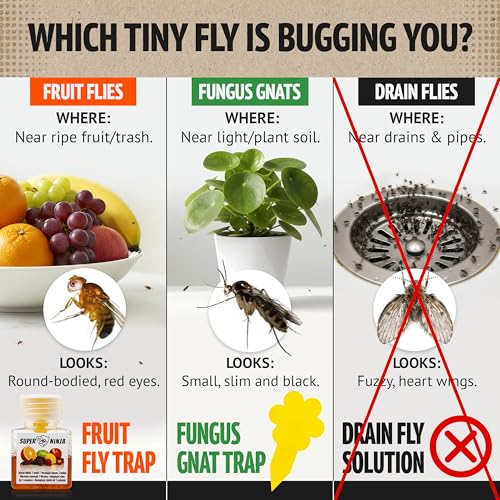 Thumbnail 1 de Super Ninja Fruit Fly Traps for Indoors — 4 Pack, Safe, Effective Indoor Fly Control