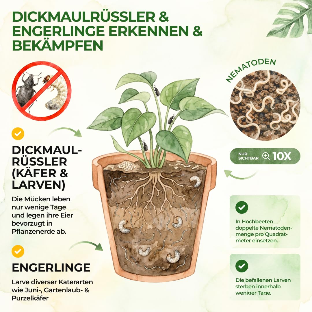 Detalle 2 de GREEN GUARDIA Power HB-Nematoden gegen Dickmaulrüssler & Engerlinge – 25 Mio. (50m²)