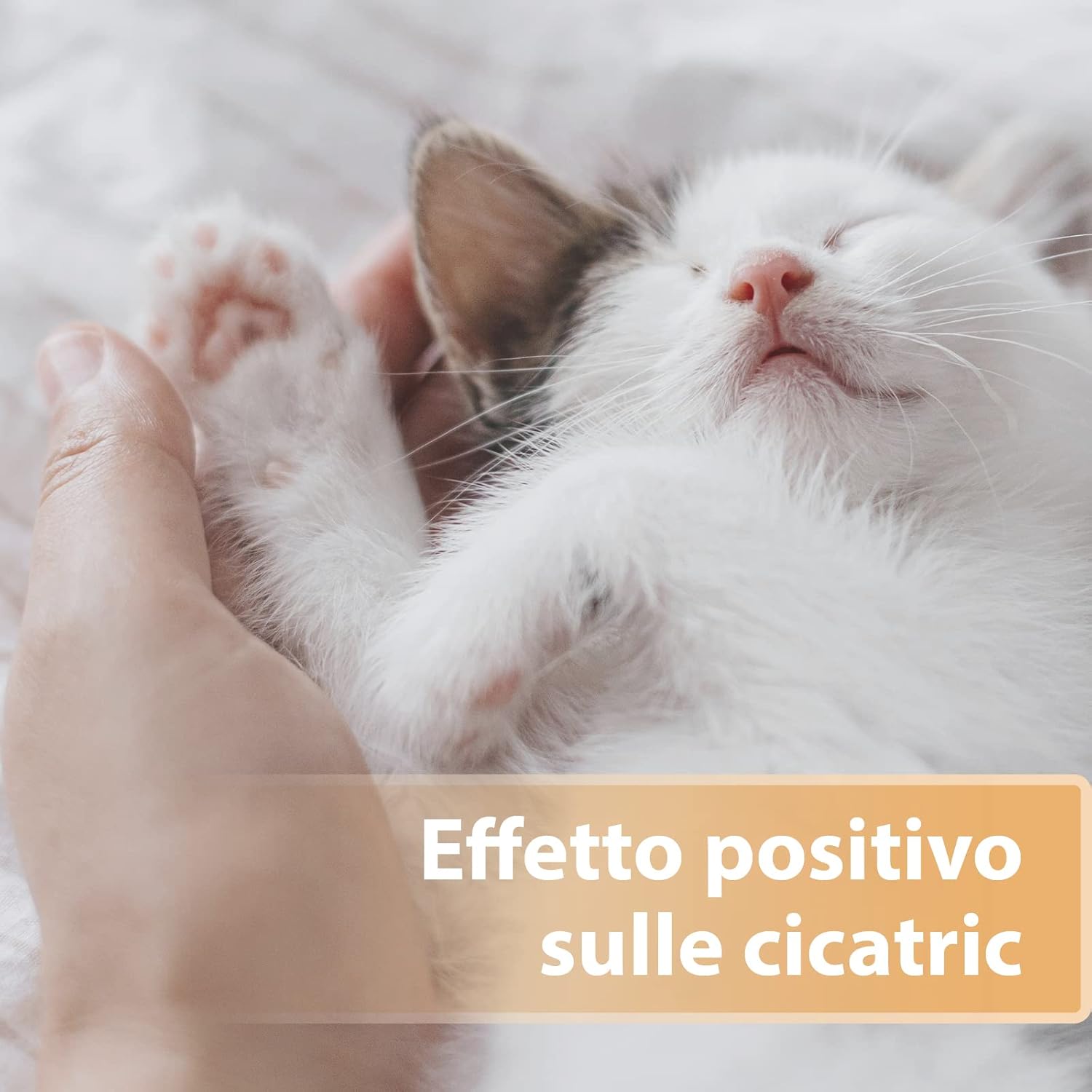 Thumbnail 2 de Felisept Gel per ferite per gatti 20ml – Unguento antisettico per la cura delle ferite
