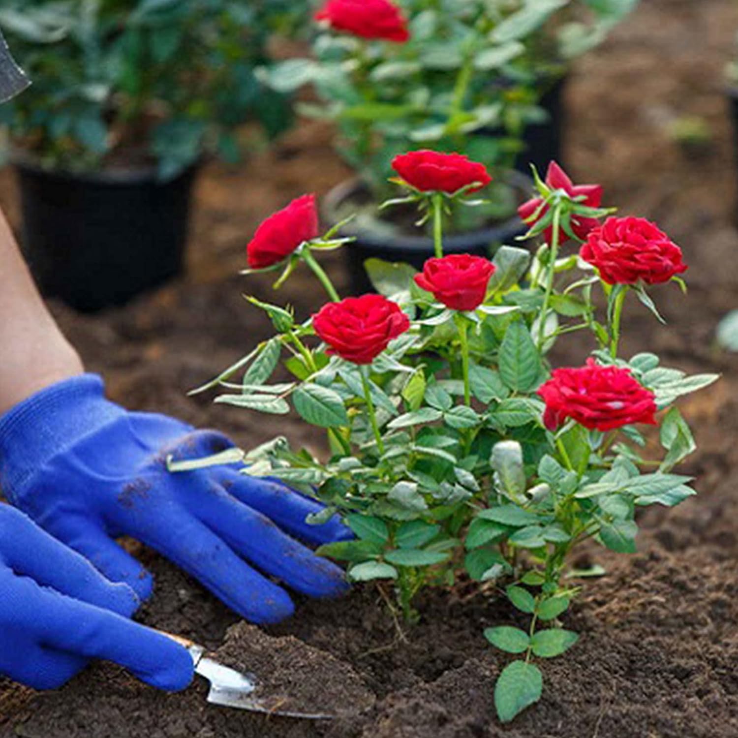 Thumbnail 4 de Terriccio Universale 20 Litri per piante