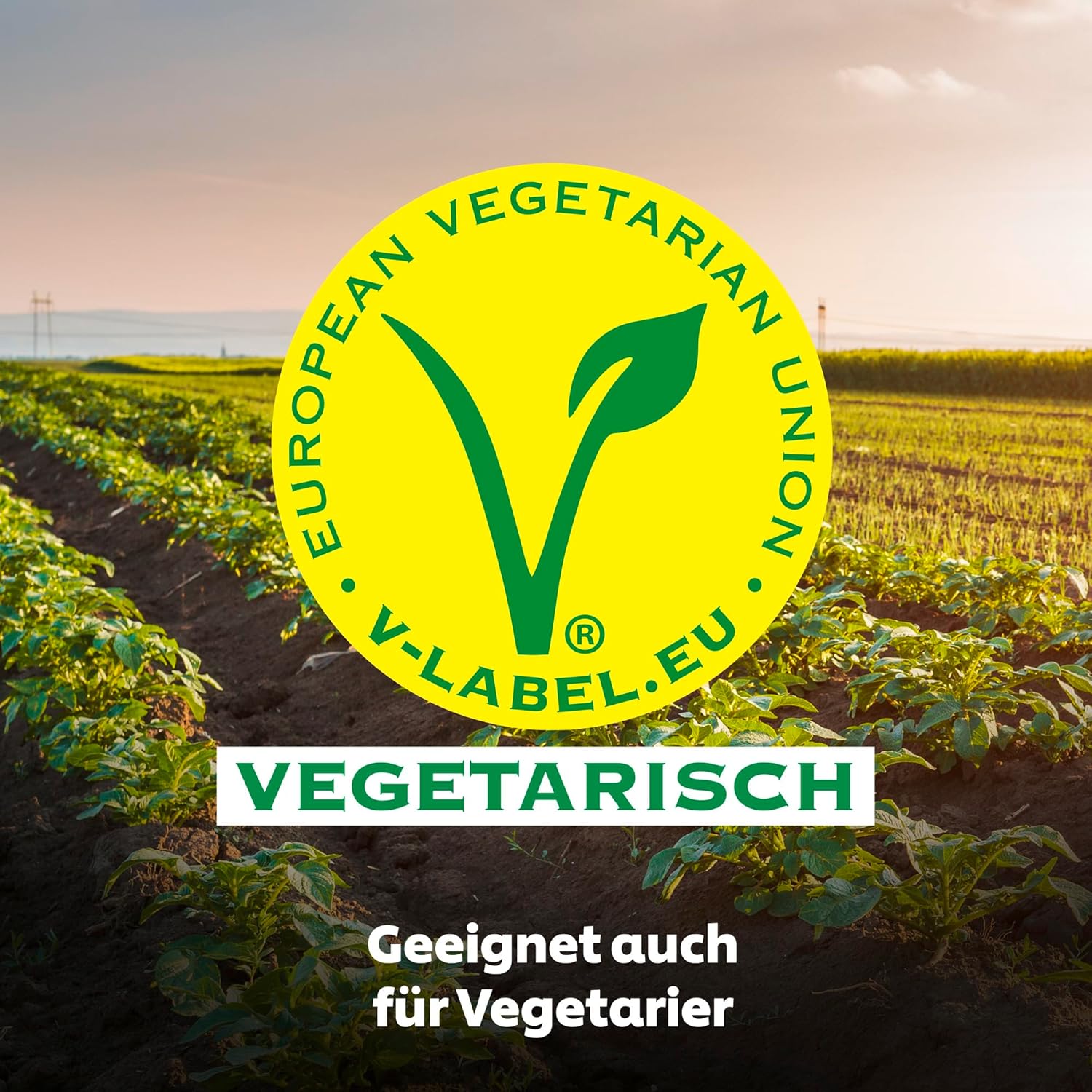 Thumbnail 5 de Lukull Hollandaise besonders cremige Sauce – ideal zu Spargel, Gemüse, Fleisch und Fisch (250 ml, 12 Stück)