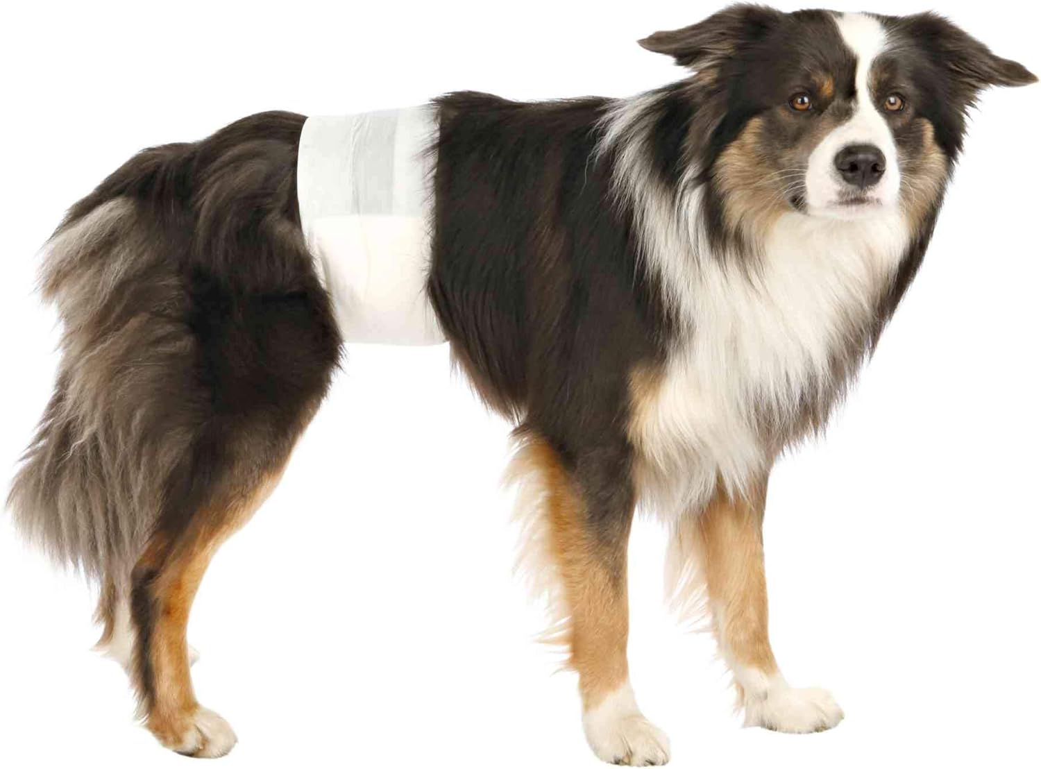 Detalle 2 de TRIXIE Pannolini per Cani Maschi Taglia L–XL: Protezione Assorbente per Incontinenza e Marcatura