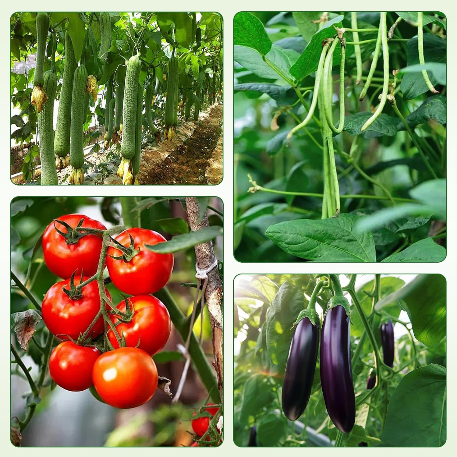 Thumbnail 6 de ZIKEBTUY 6 Stück Tomaten Rankhilfe 120 cm Höhe – Set mit Twist Tie und Clips, Metall Pflanzenhalter für Tomaten, Gurken, Rosen