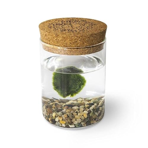 Detalle de KAKI La Felicità è nelle Piccole Cose: Marimo Singolo in Vaso di Vetri with Tappo in Sughero (Diametro 8 cm, Altezza 11 cm)