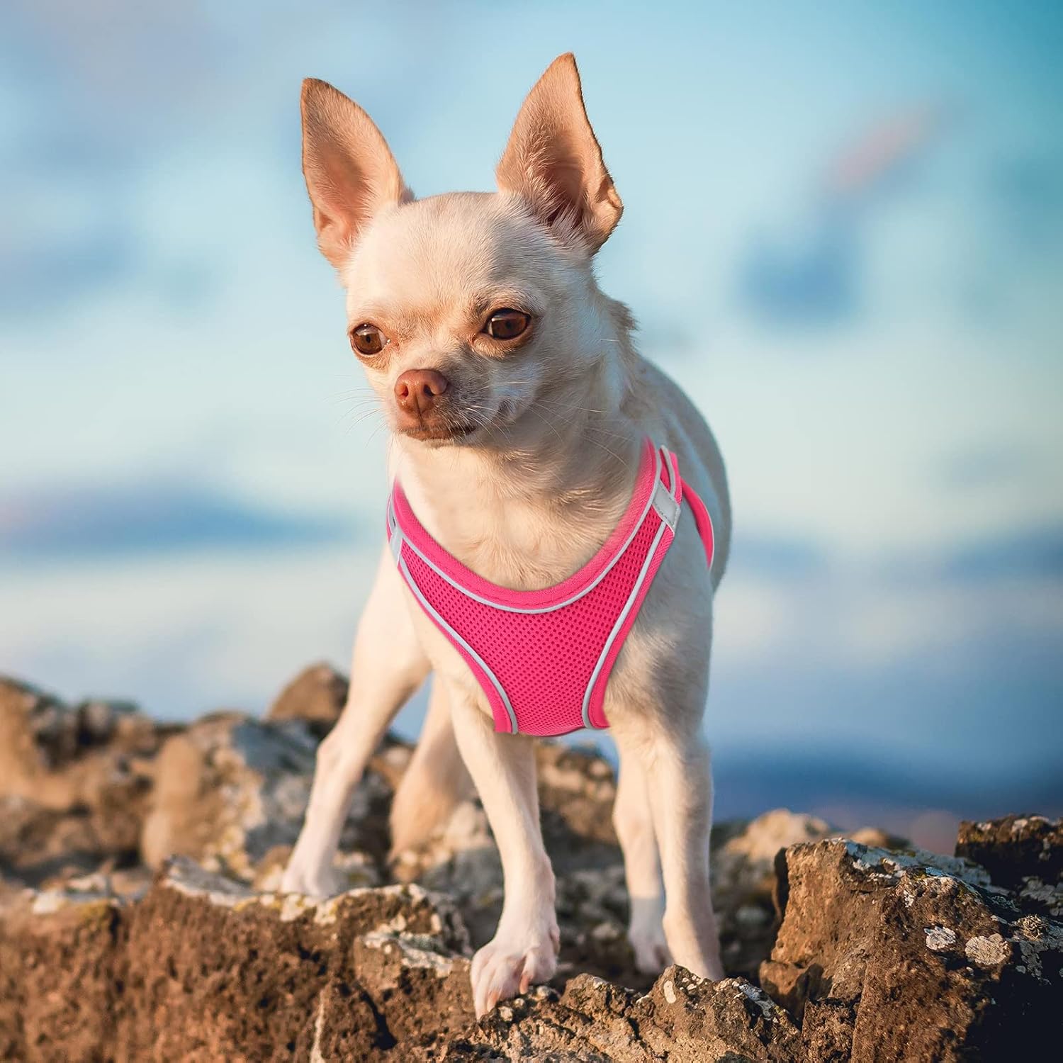 Detalle 2 de HEELE Geschirr Hund Klein – verstellbares Air Mesh Hundegeschirr, reflektierend, XS, Rosenrot