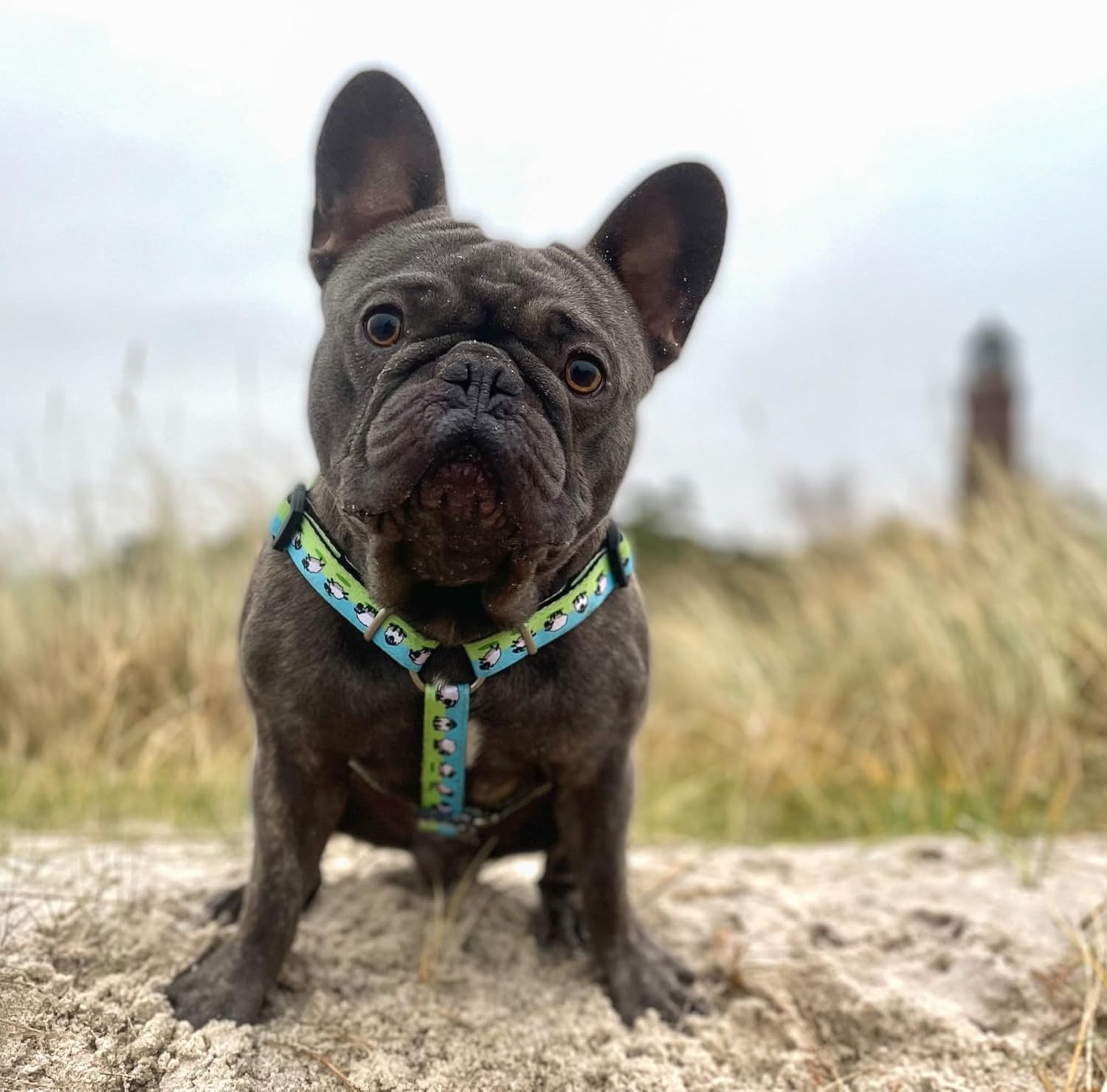 Thumbnail 1 de Max & Molly H-Geschirr „Black Sheep“ (M)