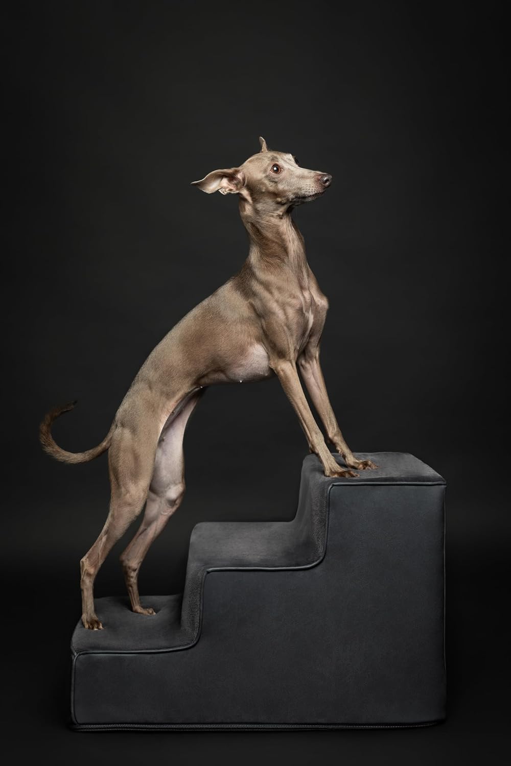 Thumbnail 4 de Noah & Paw Dog Stairs (16" Extra Wide) Leather Collection – Durable 3-Step Ramp for High Beds