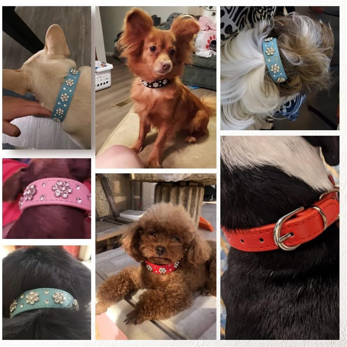 Thumbnail 4 de Hotlion Bling Diamond Dog Collar S