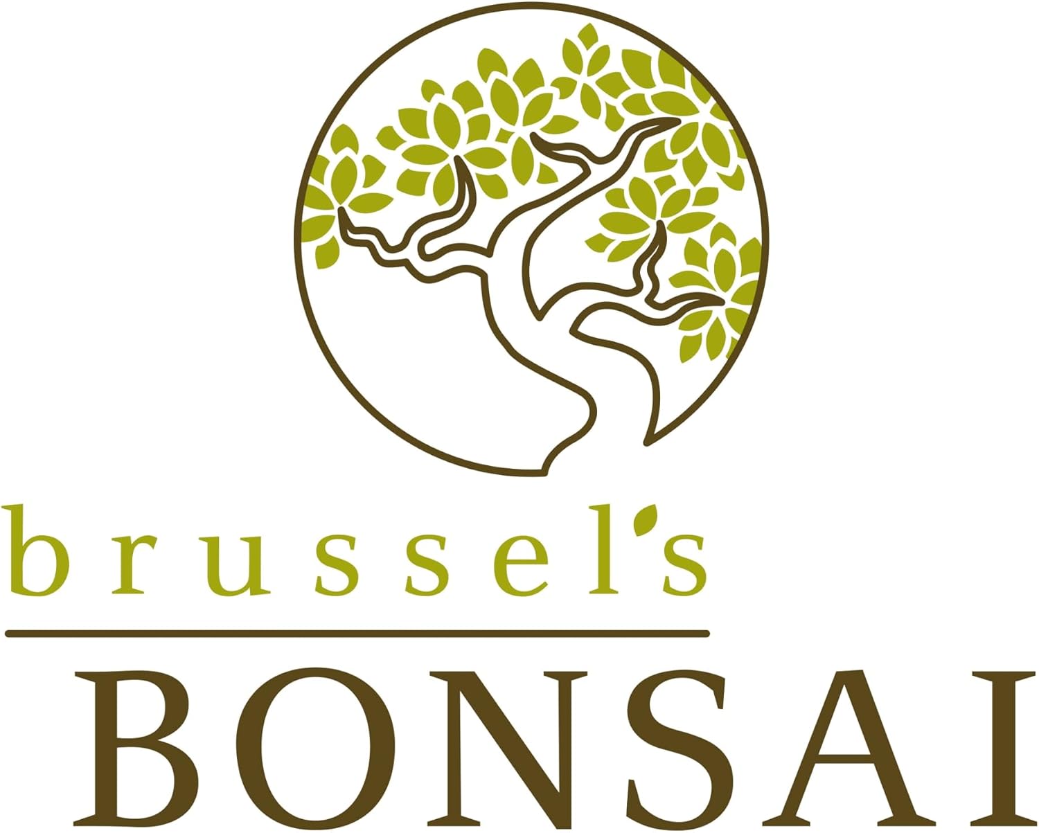 Thumbnail 6 de Brussel's Bonsai Indoor Bonsai Tree, 3 Years Old