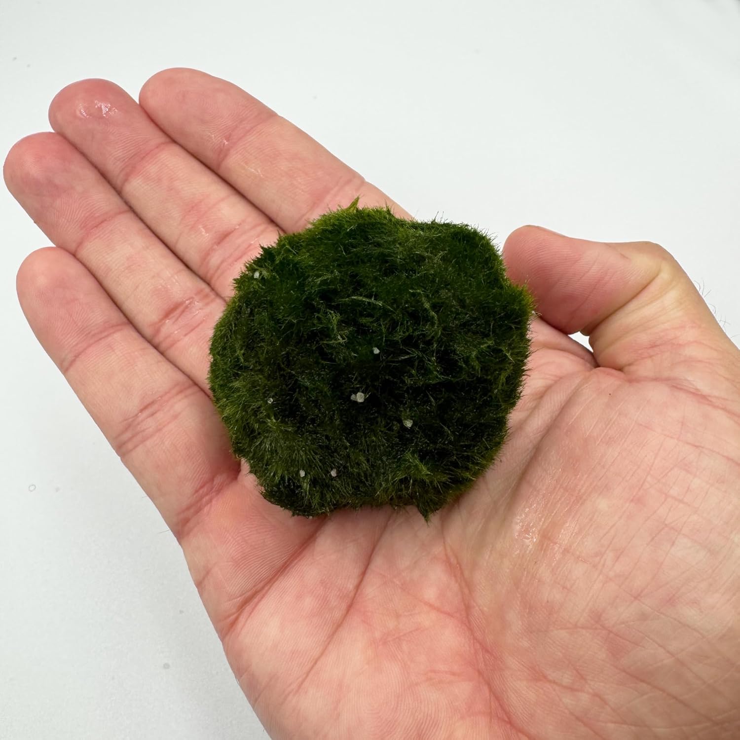 Detalle 2 de AquaBreedingSkill Set di 3 Marimo vivi 4–5 cm: piante vere per acquario dolce