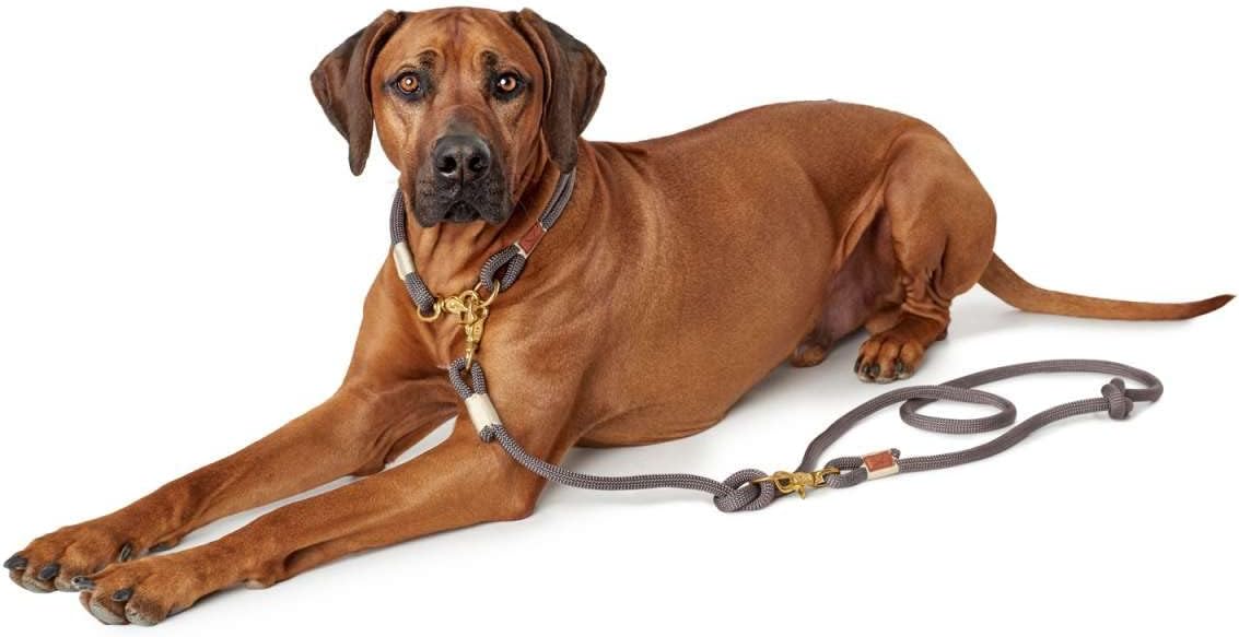 Thumbnail 6 de HUNTER Sansibar Rantum Halsung, Hundehalsband, beige, 50 cm (M-L) – nautisch-modern