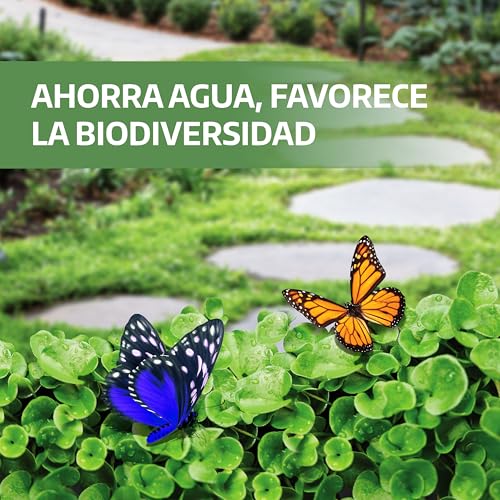 Thumbnail 6 de LERAVA Dichondra repens semillas (200 g) para 20 m² – césped resistente y adaptable