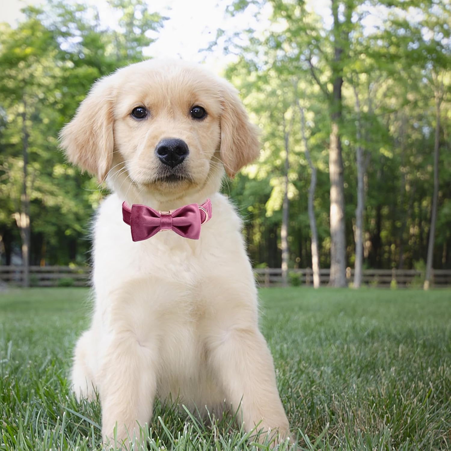 Thumbnail 3 de ARING PET Velvet Dog Collar with Bowtie – Soft Adjustable Bow for Small, Medium & Large Dogs