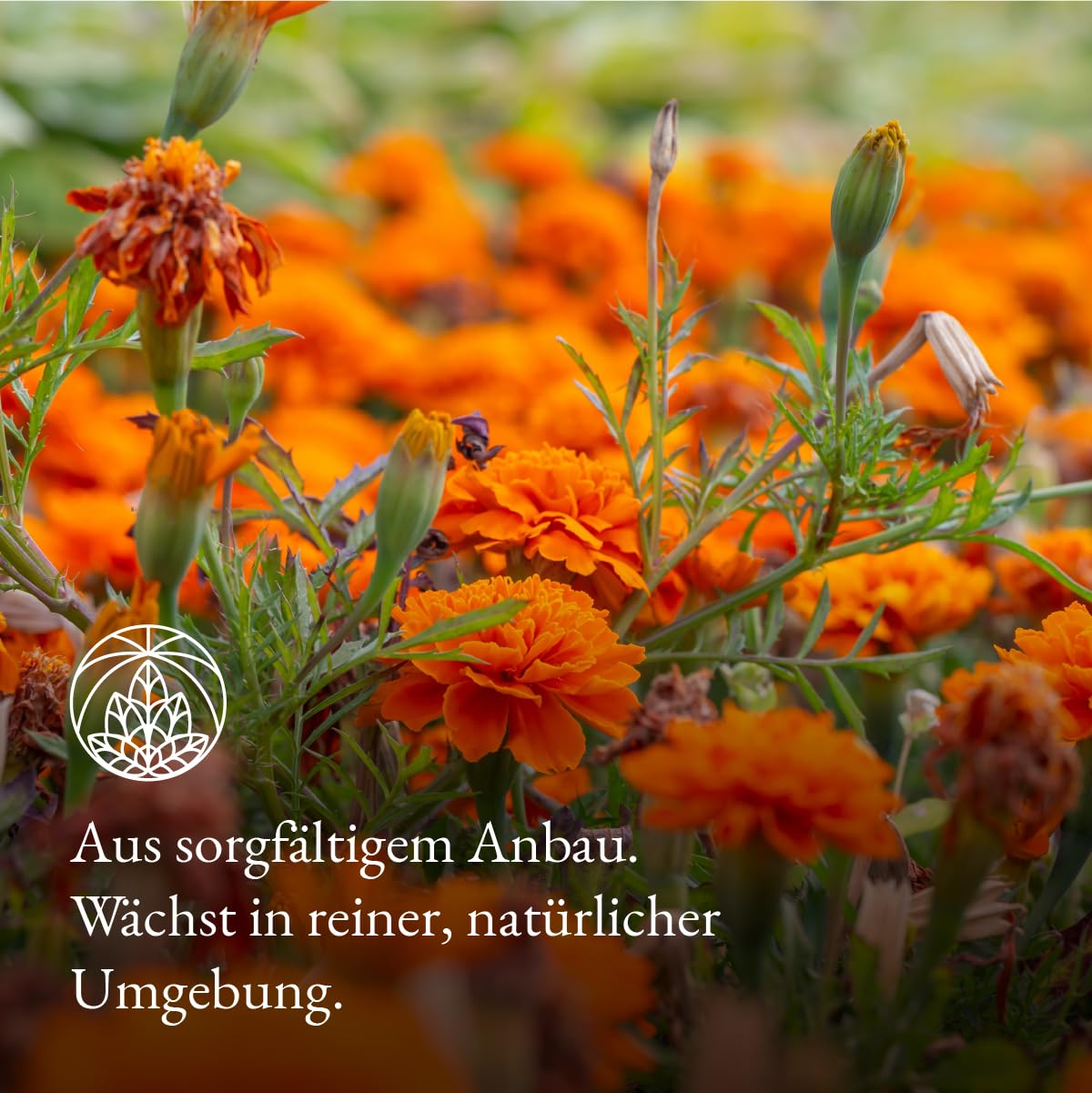 Thumbnail 3 de Monte Nativo Ringelblumen Tee (300 g) – Ringelblumenblüten Calendula Officinalis