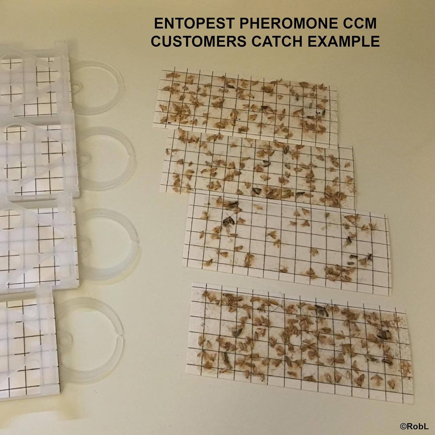 Thumbnail 5 de Entopest 10-Pack Clothes Moth Monitoring Traps 🪰