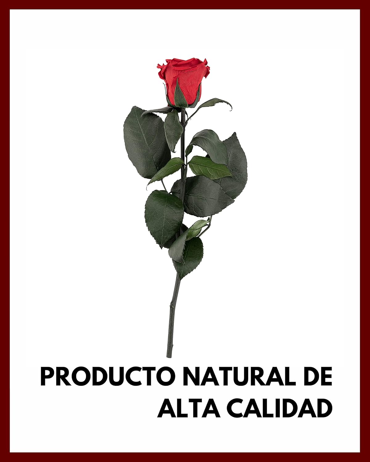 Thumbnail 1 de Mia Milano Rosa Preservada en Caja 🎁 Regalo San Valentín