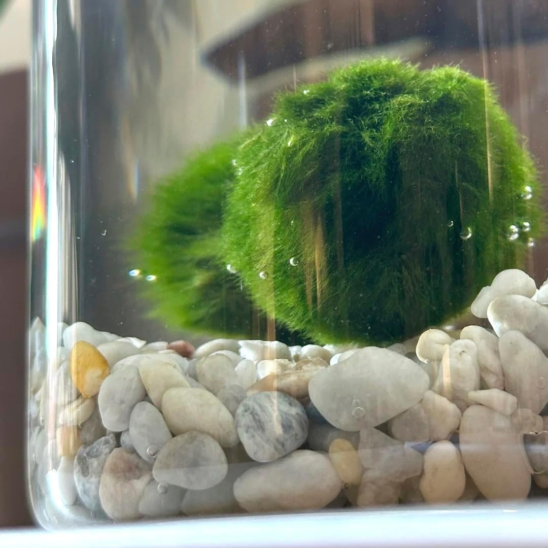 Thumbnail 1 de KAKI La Felicità è Nelle Piccole Cose – Marimo Singolo in Vaso di Vetro con Tappo Sughero