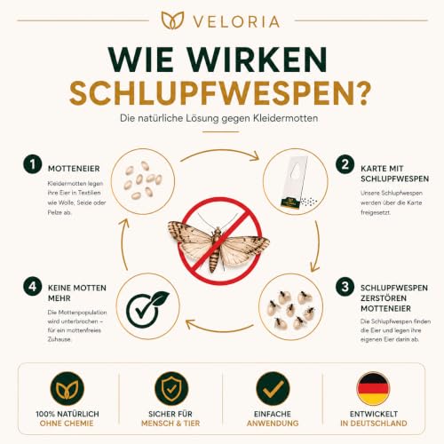 Thumbnail 2 de VELORIA Schlupfwespen gegen Kleidermotten mit 4 Karten