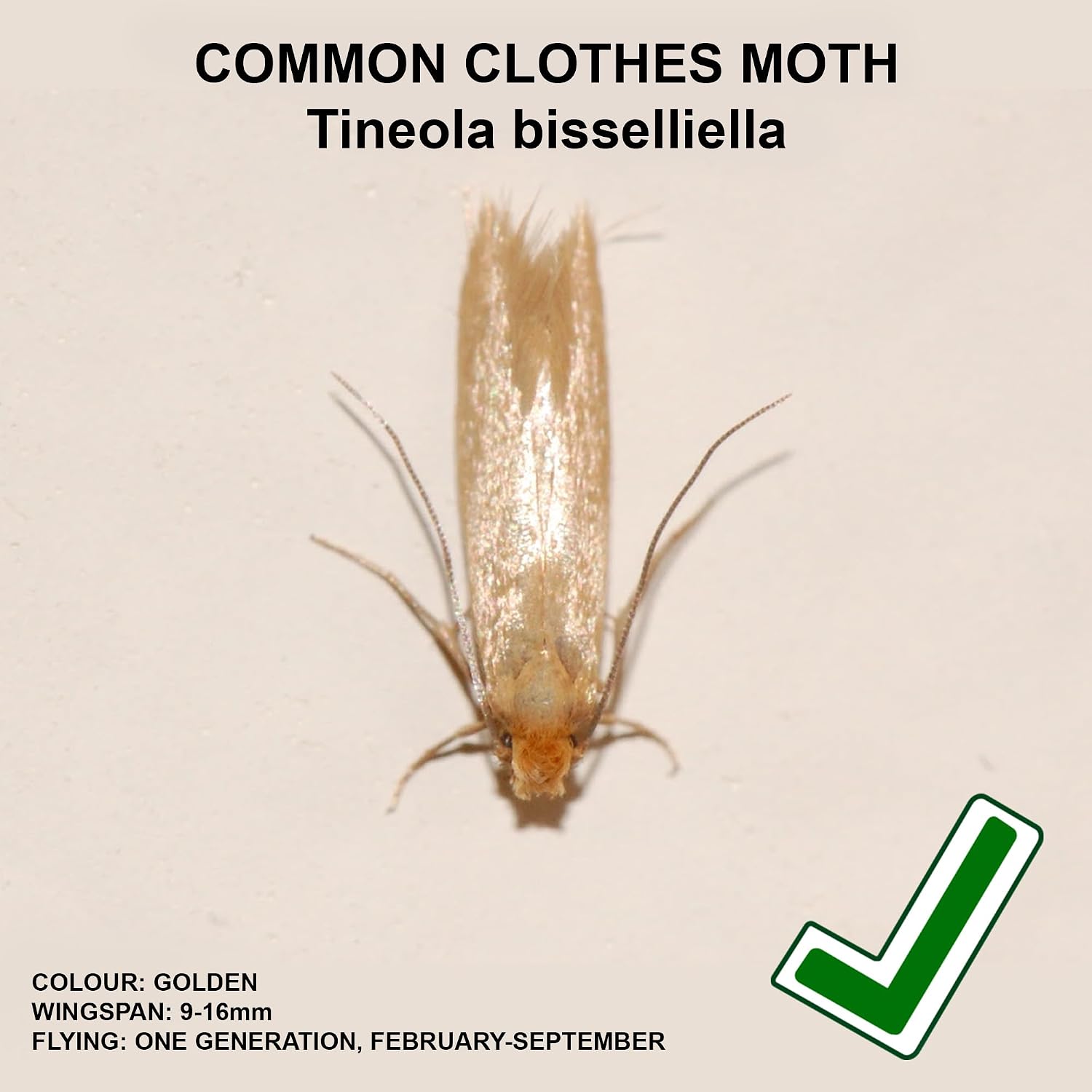Detalle 2 de Entopest 10-Pack Clothes Moth Monitoring Traps 🪰