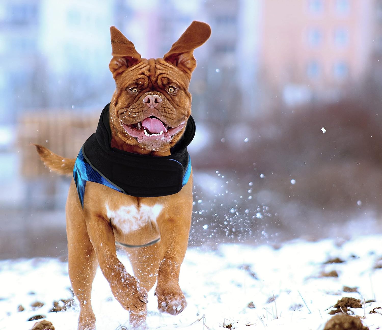 Thumbnail 3 de CITÉTOILE Warm & Windproof Dog Coat XL