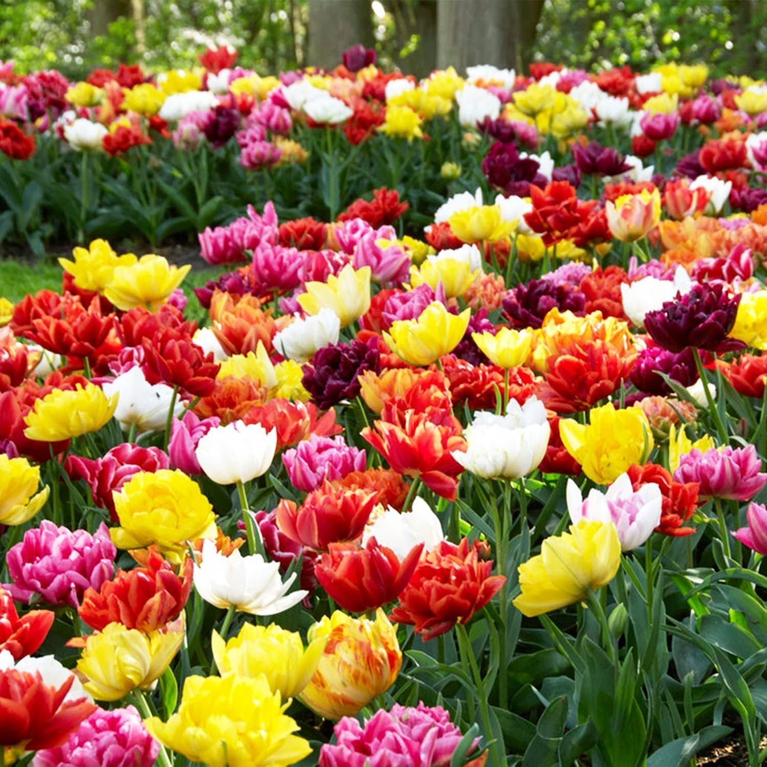 Detalle 2 de 50x Tulpenzwiebeln Mix 15 Sorten 🌷