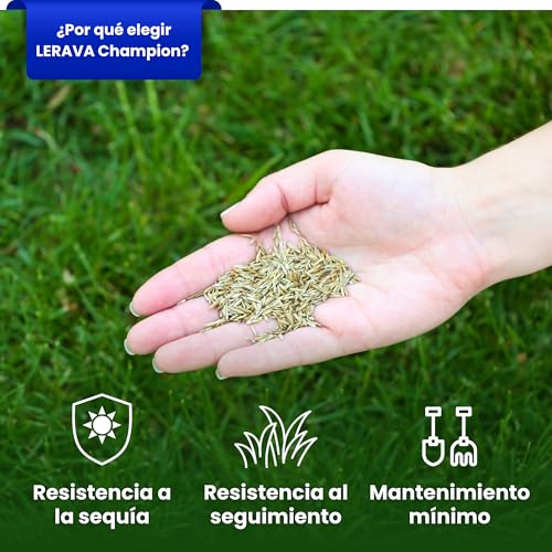 Detalle de LERAVA CHAMPION semillas césped (30 m²): mezcla resistente a la sequía para jardín natural