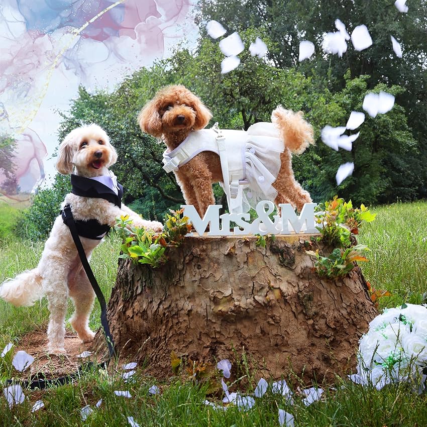 Thumbnail 4 de Croci Ceremony Bride Arnés para perro XS 24-27 cm