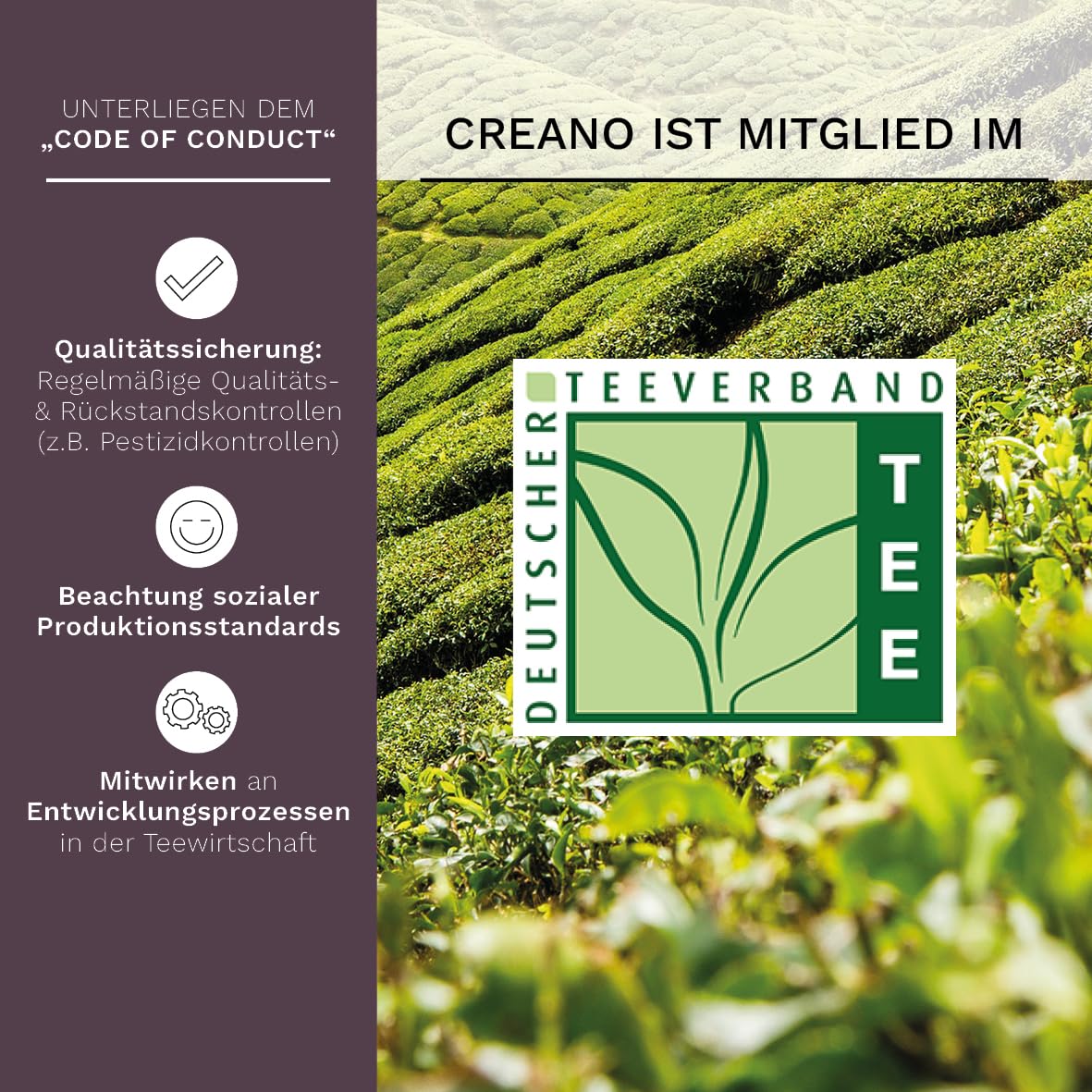 Thumbnail 4 de Creano Teeblumen Teeblüten 36 Teekugeln im Tassenformat – Schwarzer Tee Großpackung