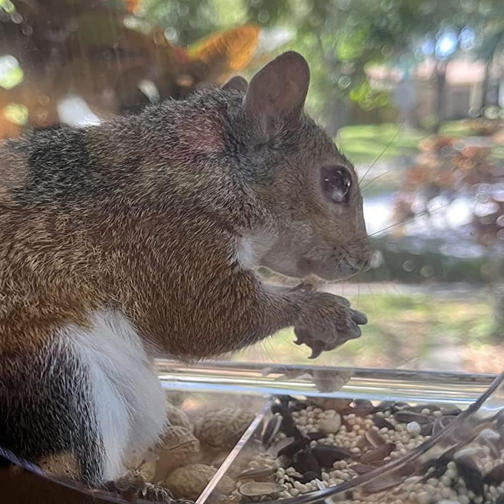Thumbnail 4 de Bird Feeder Birds House Window Suction Cup 🐦