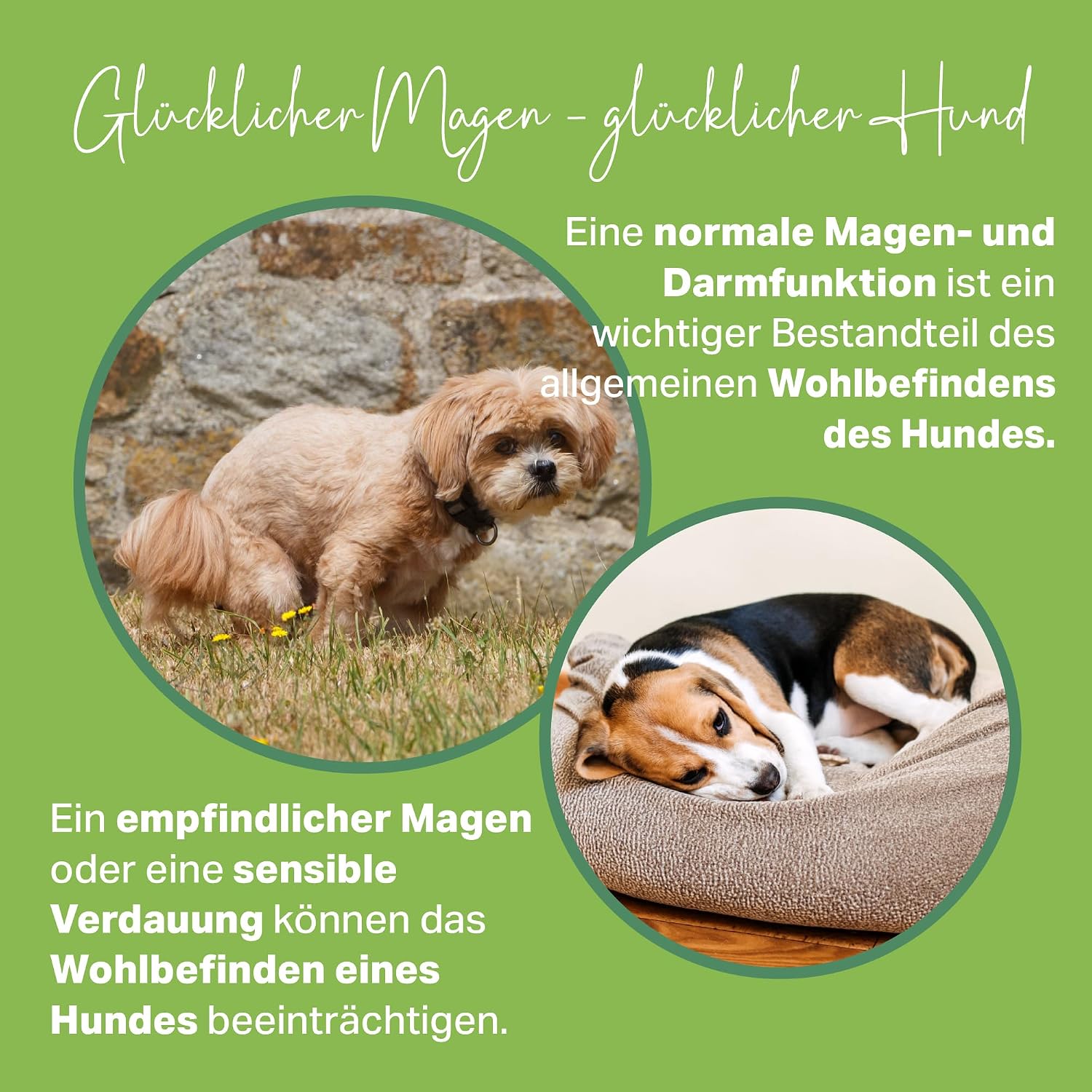 Detalle de MEDIDOG 500g Premium Ulmenrinden-Paste für Hunde – sofort verzehrfertig mit Slippery Elm Bark