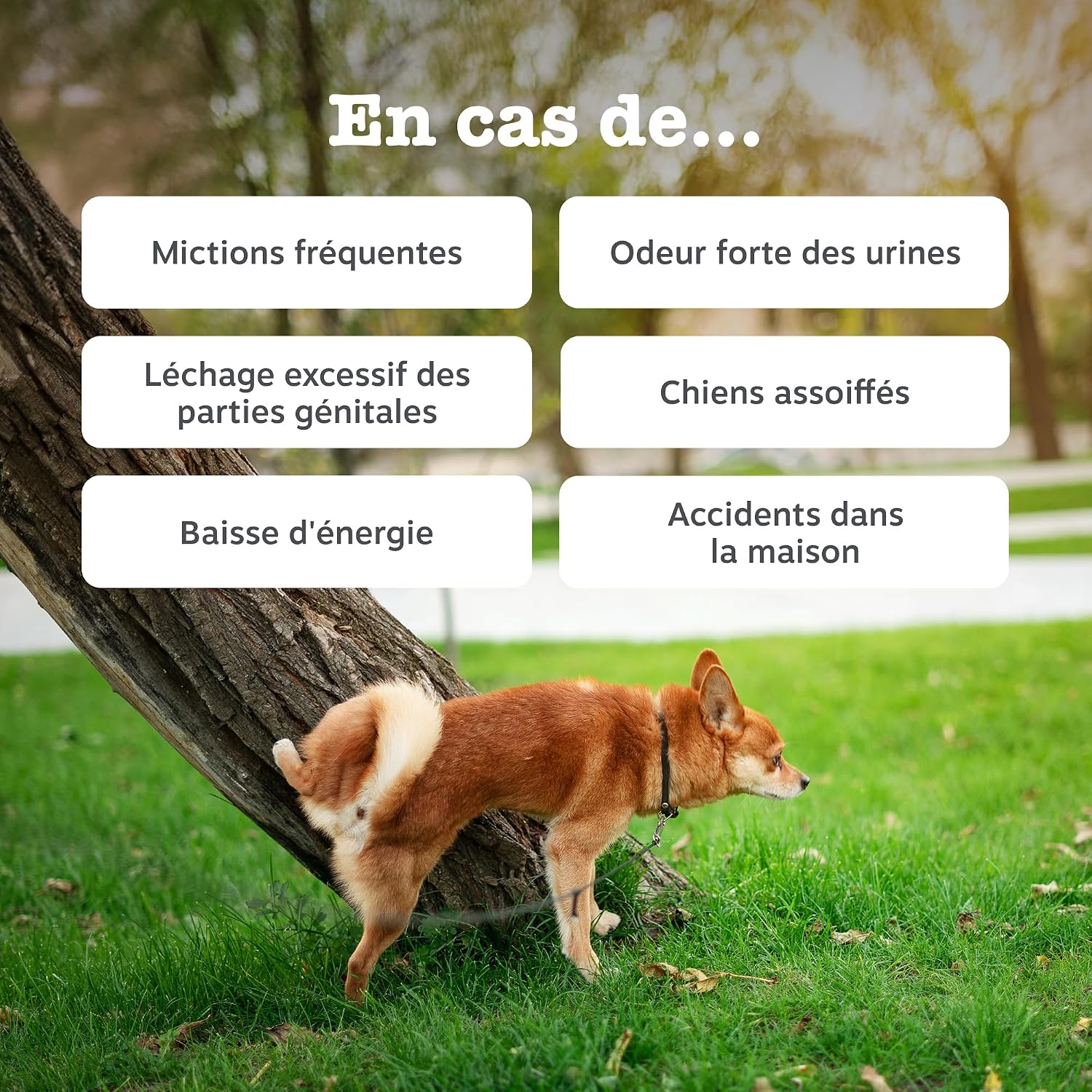Detalle 2 de Zesty Paws Urinary Care à la Cranberry – Friandises complètes pour la santé des voies urinaires chez le chien