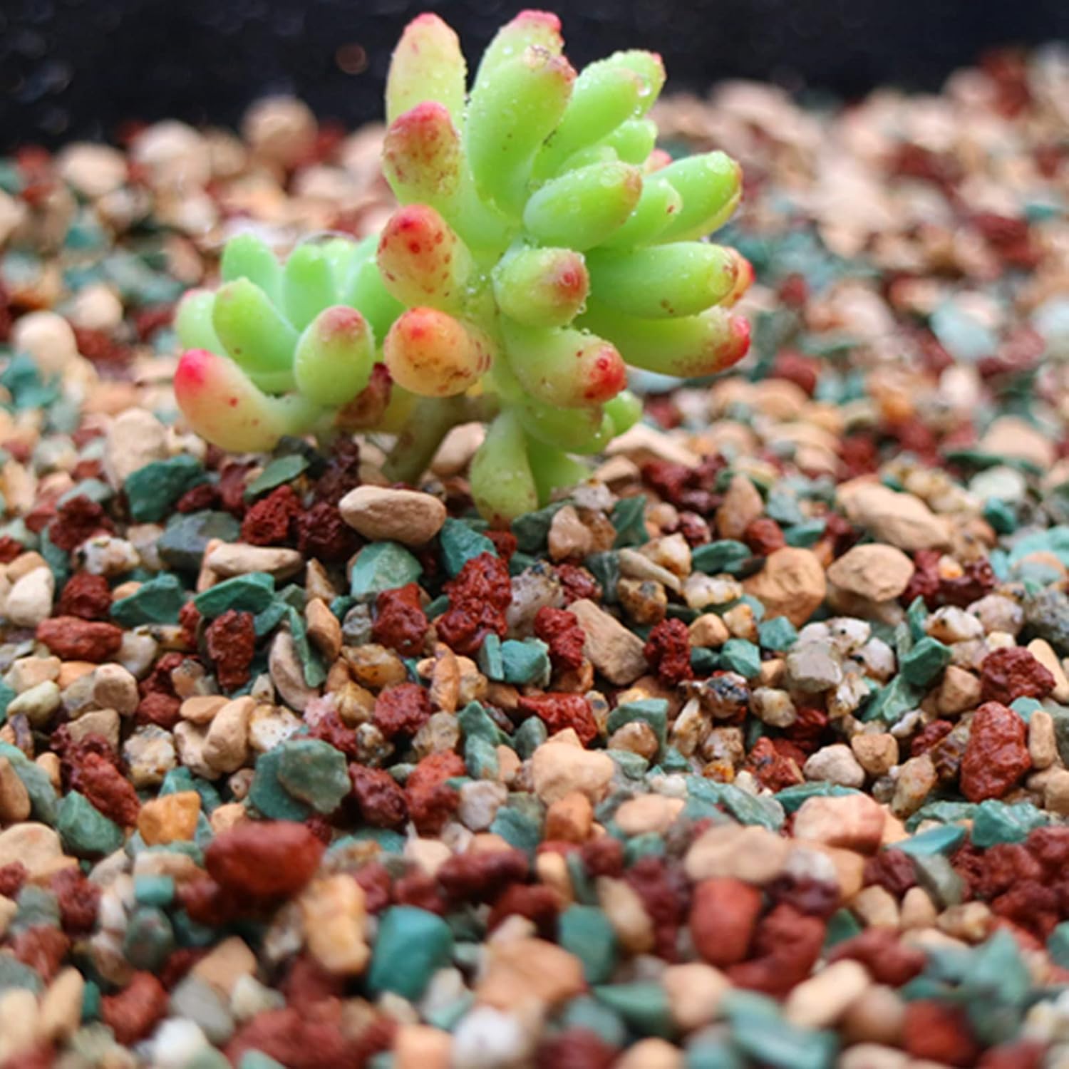 Thumbnail 4 de YUNSTK Mix Horticultural Lava Rock: Colourful Top Dress for Drainage and Decor