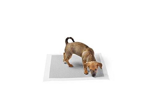 Detalle de Amazon Basics Almohadillas de adiestramiento para perros y cachorros, carbón y secado rápido (40 unidades) – Gris