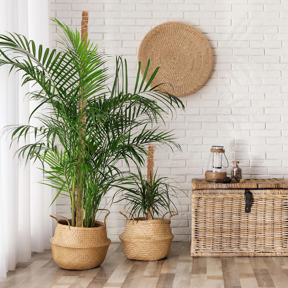 Thumbnail 6 de Moss Poles 122cm/63cm bendable coconut coir climbing plant support poles (2-pack)