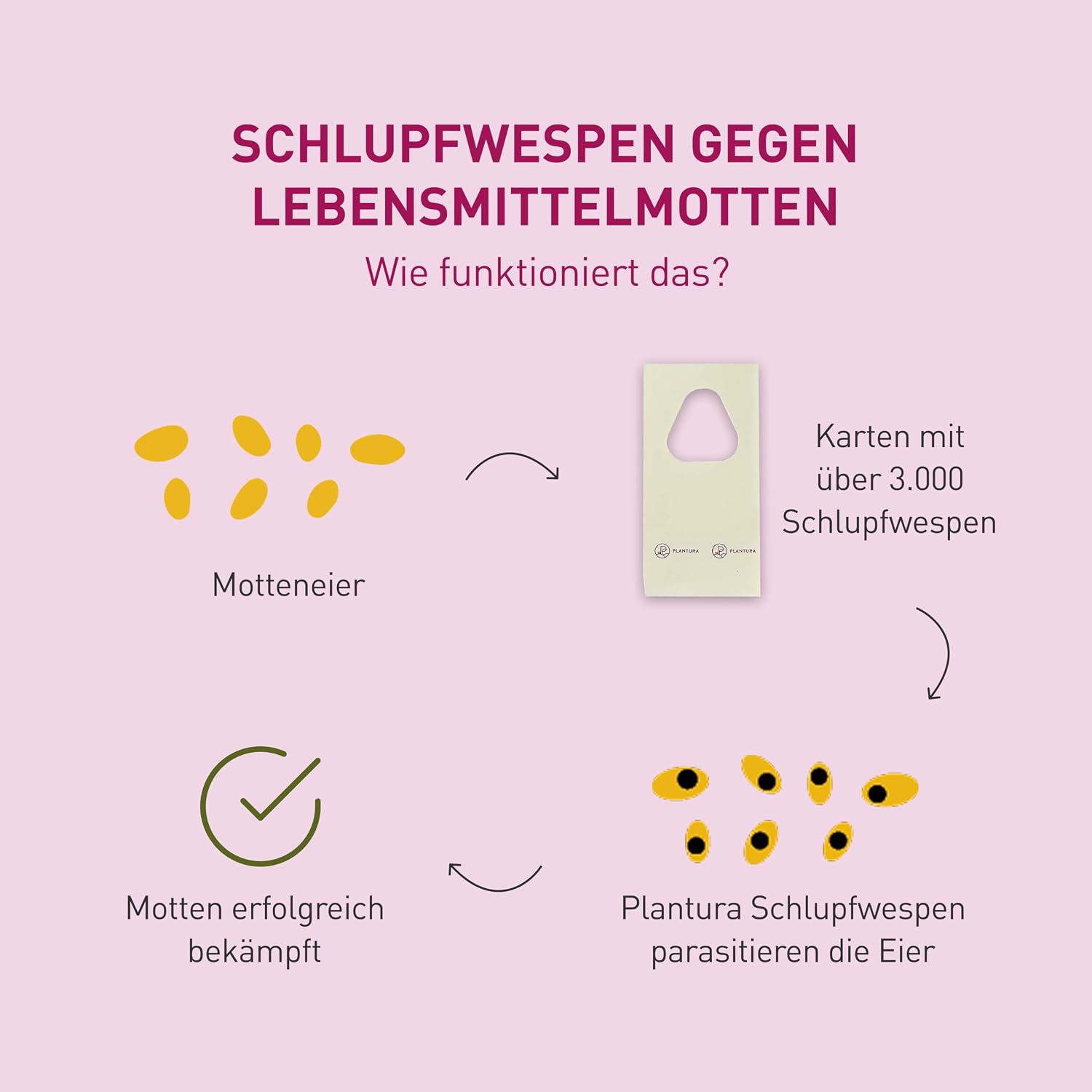 Detalle de Plantura Schlupfwespen gegen Lebensmittelmotten, 9 Karten – natürliche Lösung für Mottenprobleme