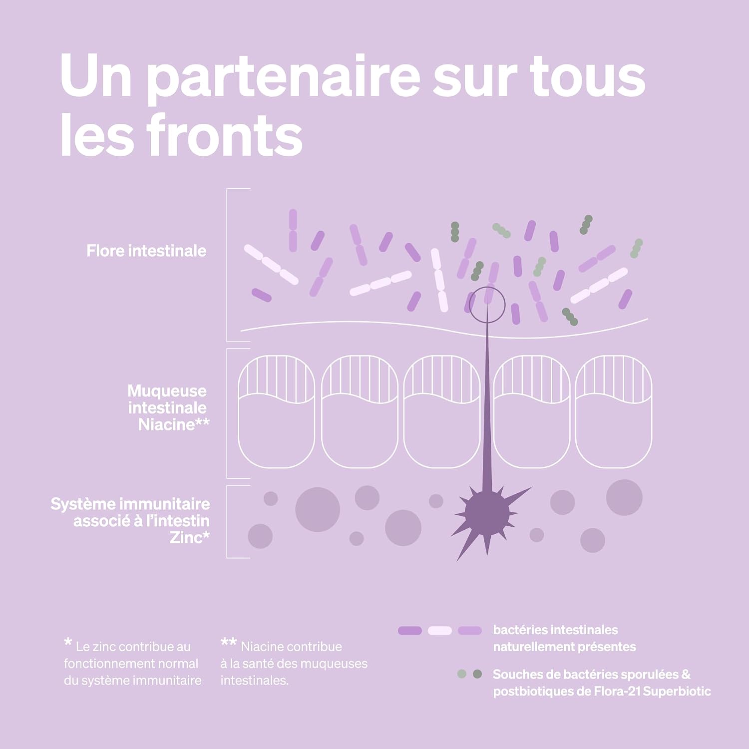 Thumbnail 5 de Flora 21® Probiotique Flore Intestinale Probiotiques & postbiotiques en gélules gastro-résistantes