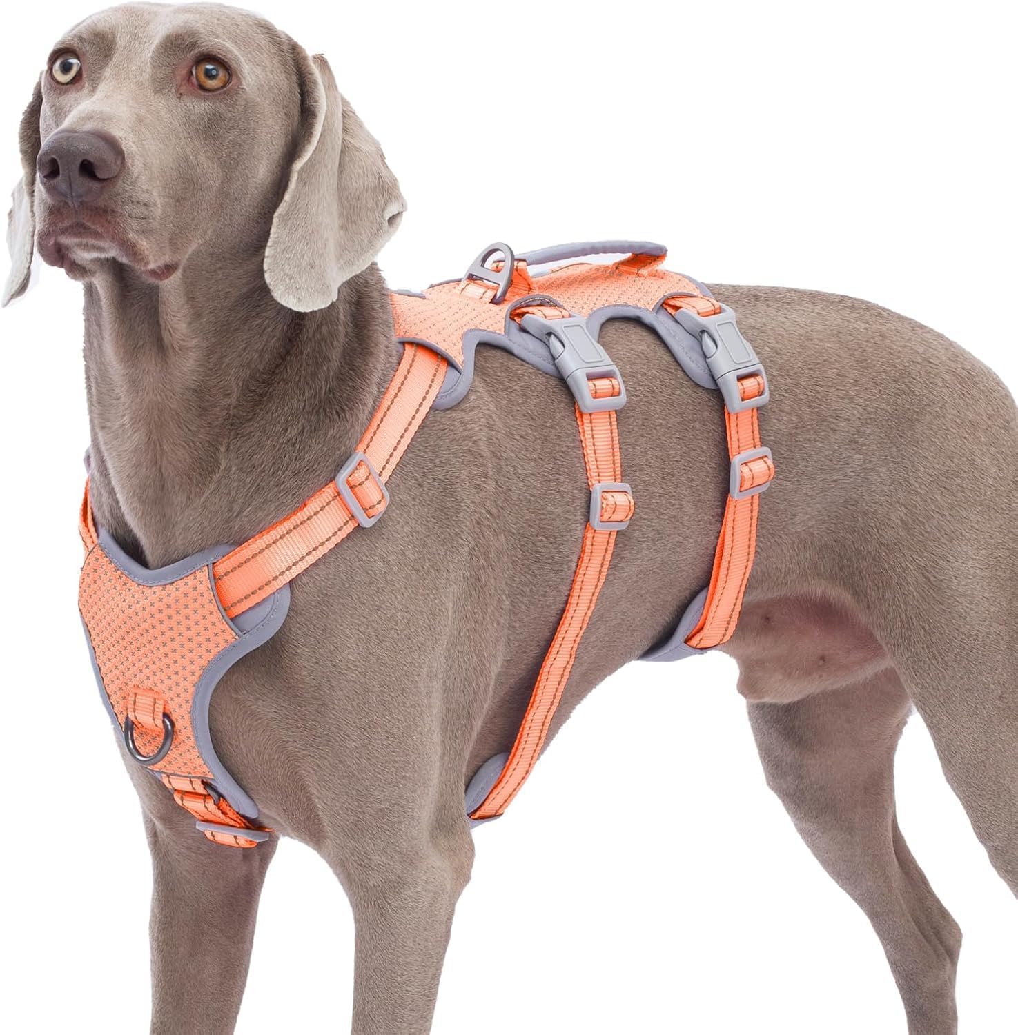 Detalle de Huntboo Sicherheitsgeschirr Hund Ausbruchsicher – Reflektierendes Front-Clip-Geschirr mit gepolstertem Griff (Orange, L)