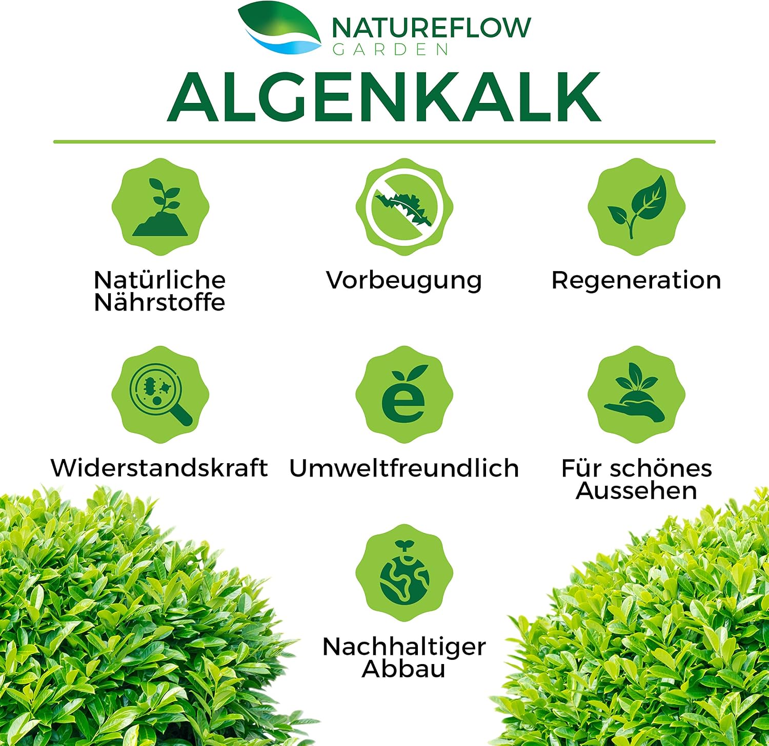 Detalle 2 de TESTSIEGER Bio Algenkalk für Buchsbäume – Widerstandskraft und Regeneration, 2,5 kg