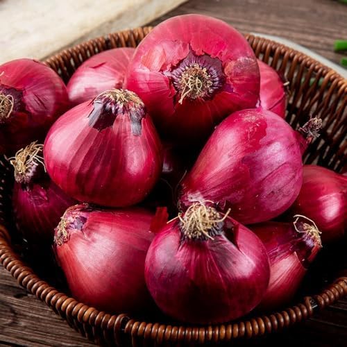 Thumbnail 6 de DUTCH BULBS Red Baron plantuien, 500 g, maat 14–21 mm